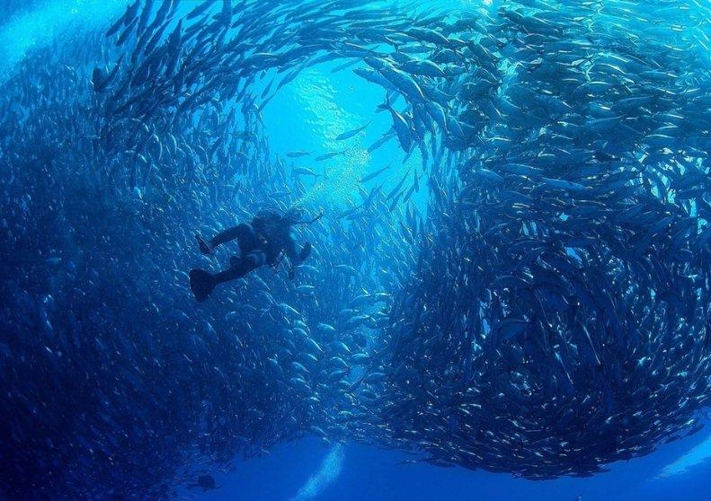 深入了解新手怎么要选择猫粮?,在知识星球平台探索更多